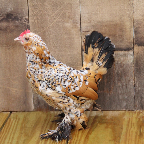Poultry for Sale | Backyard Poultry | Chickens, Ducks, Geese, Turkeys