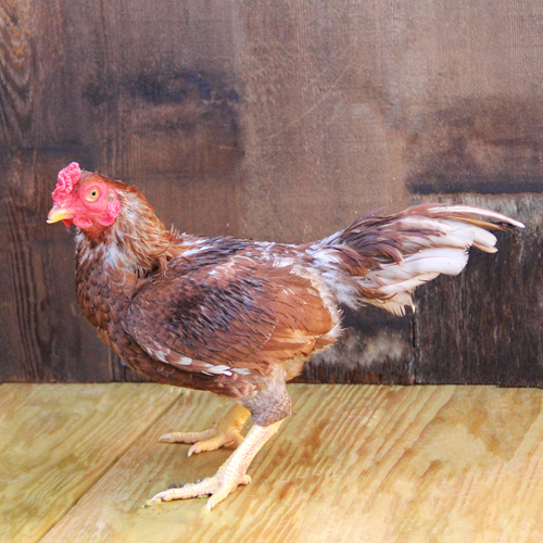 Poultry for Sale | Backyard Poultry | Chickens, Ducks, Geese, Turkeys