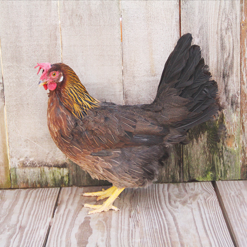 Poultry for Sale | Backyard Poultry | Chickens, Ducks, Geese, Turkeys