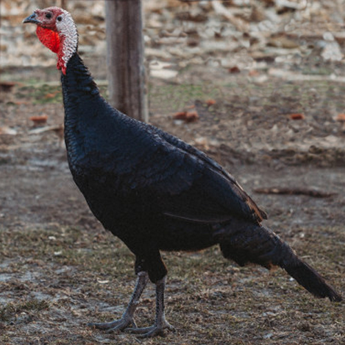 Poultry for Sale Backyard Poultry Chickens, Ducks, Geese, Turkeys