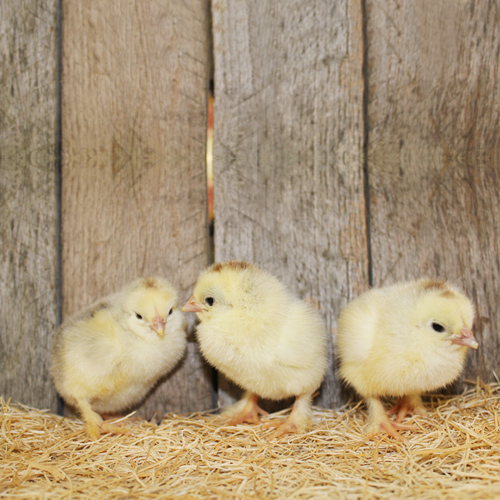 Light Brahma Bantam