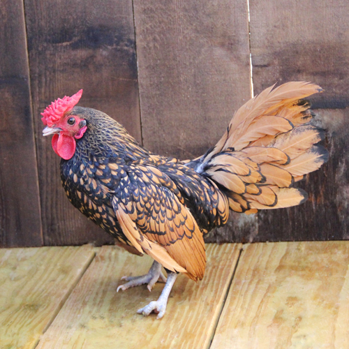 Poultry for Sale | Backyard Poultry | Chickens, Ducks, Geese, Turkeys