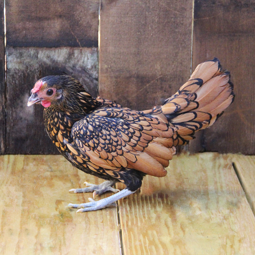 Poultry for Sale | Backyard Poultry | Chickens, Ducks, Geese, Turkeys