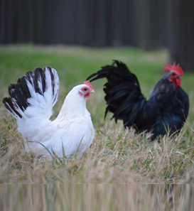 Chicken Breed Chart Poster